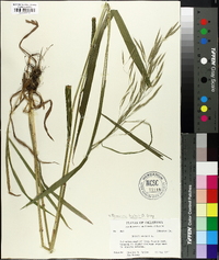 Bromus kalmii image