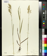 Bromus kalmii image