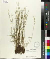 Bromus racemosus image