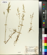 Bromus racemosus image