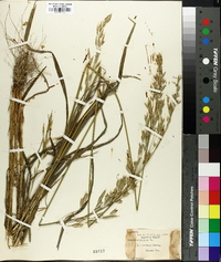 Bromus secalinus image