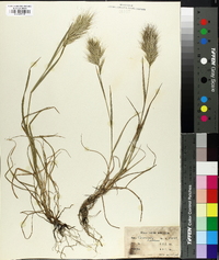 Bromus rubens image