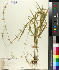 Bromus suksdorfii image