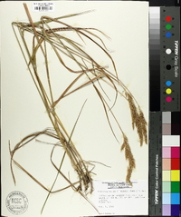 Calamagrostis cinnoides image