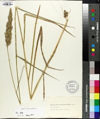 Calamagrostis cinnoides image