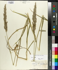 Calamagrostis cinnoides image