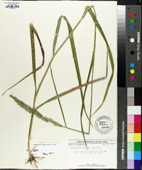 Calamagrostis cinnoides image