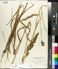 Calamagrostis cinnoides image