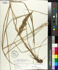 Calamagrostis cinnoides image