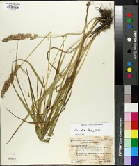 Calamagrostis cinnoides image