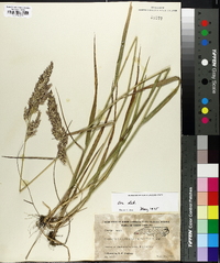 Calamagrostis cinnoides image