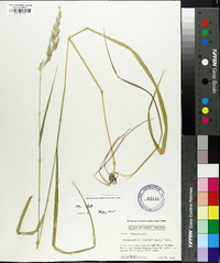 Calamagrostis cinnoides image