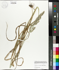 Calamagrostis cinnoides image