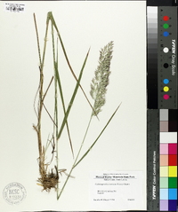 Calamagrostis coarctata image