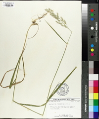 Calamagrostis cinnoides image