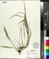 Calamagrostis cinnoides image