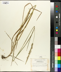 Calamagrostis cinnoides image