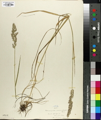 Calamagrostis cinnoides image