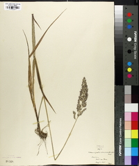 Calamagrostis cinnoides image