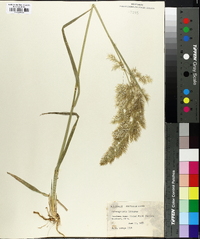 Calamagrostis littorea image