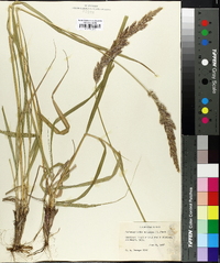 Calamagrostis epigeios image