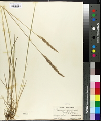 Calamagrostis pickeringii image