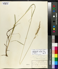 Calamagrostis porteri image