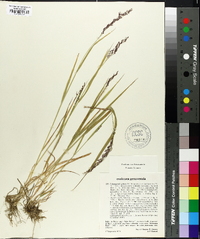 Agrostis agrostiflora image