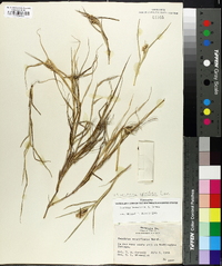 Cenchrus spinifex image