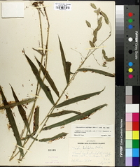 Chasmanthium latifolium image