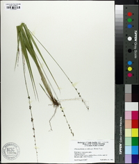 Chasmanthium sessiliflorum image