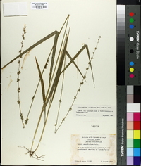 Chasmanthium sessiliflorum image