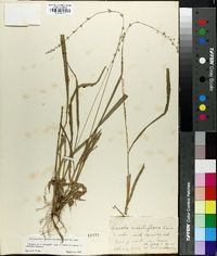 Chasmanthium sessiliflorum image