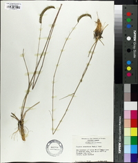 Ctenium aromaticum image