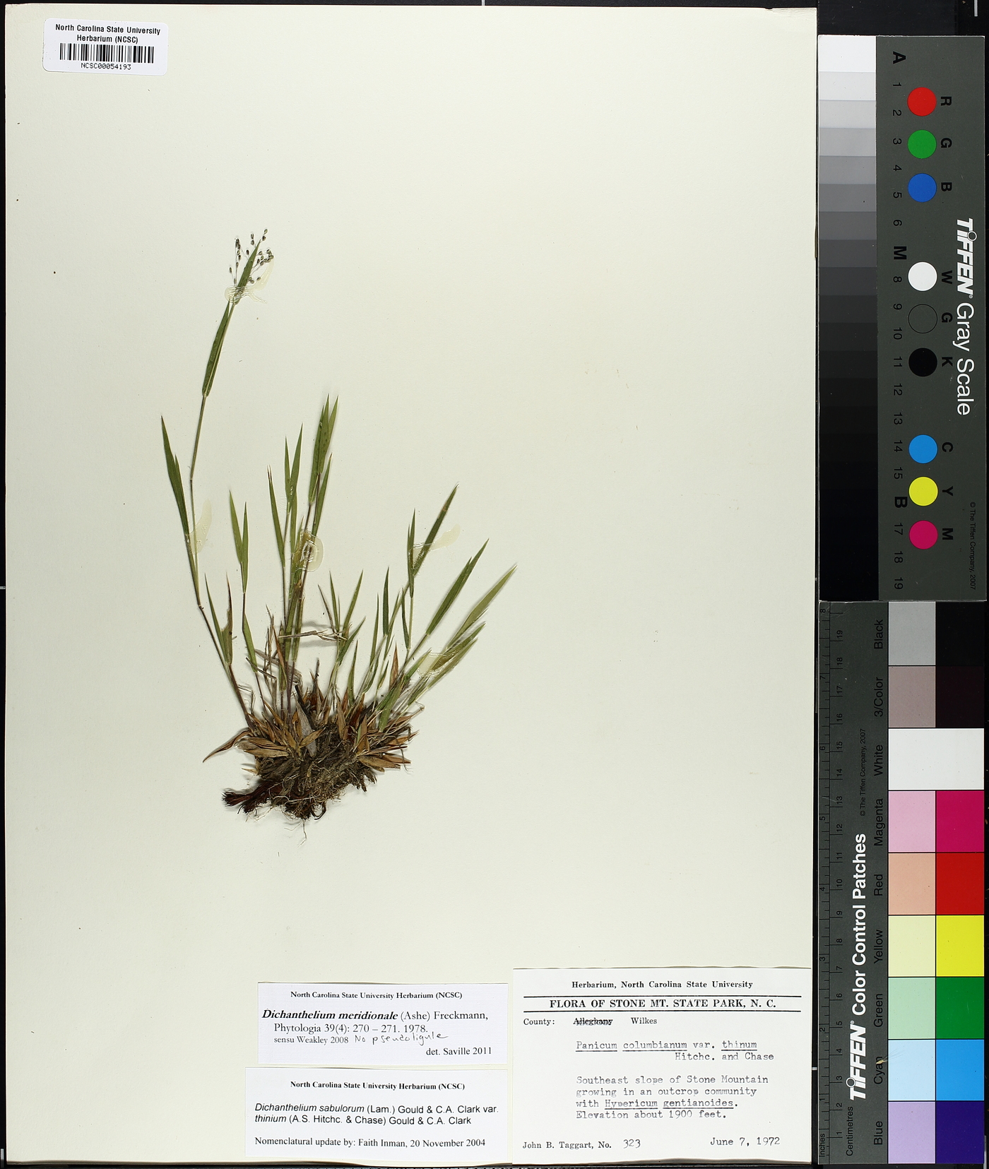 Dichanthelium meridionale image