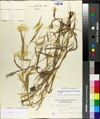 Panicum scabriusculum image