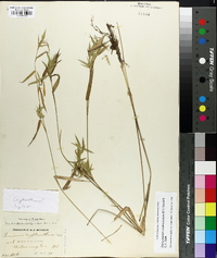Panicum scabriusculum image