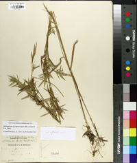 Panicum scabriusculum image