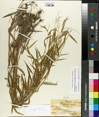 Panicum scabriusculum image