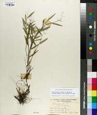 Dichanthelium ensifolium image