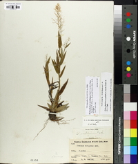 Dichanthelium ensifolium image