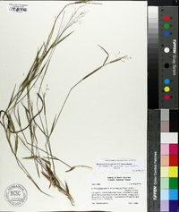 Panicum portoricense image