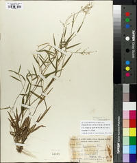 Panicum portoricense image