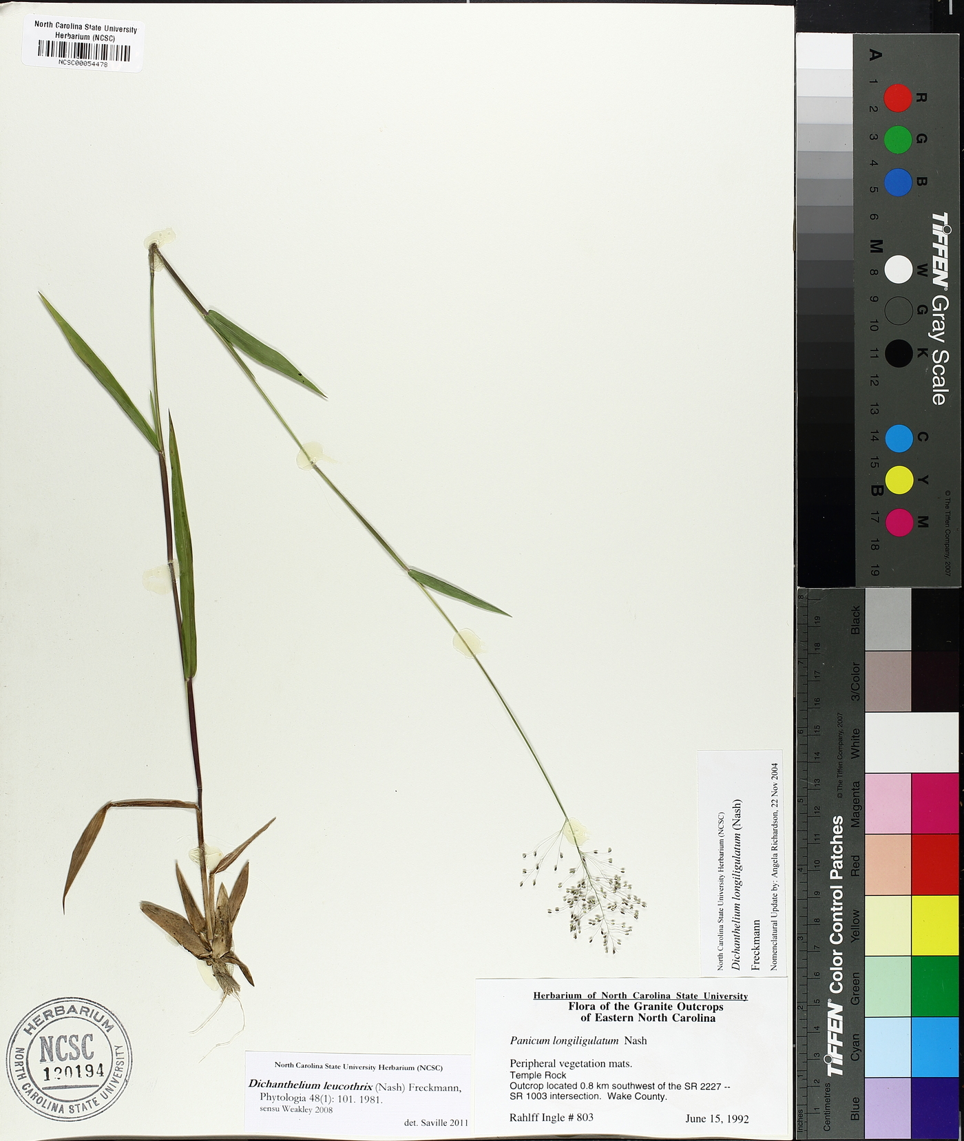 Dichanthelium acuminatum subsp. leucothrix image