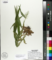 Dichanthelium polyanthes image