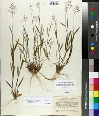 Dichanthelium acuminatum subsp. columbianum image