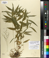 Dichanthelium latifolium image