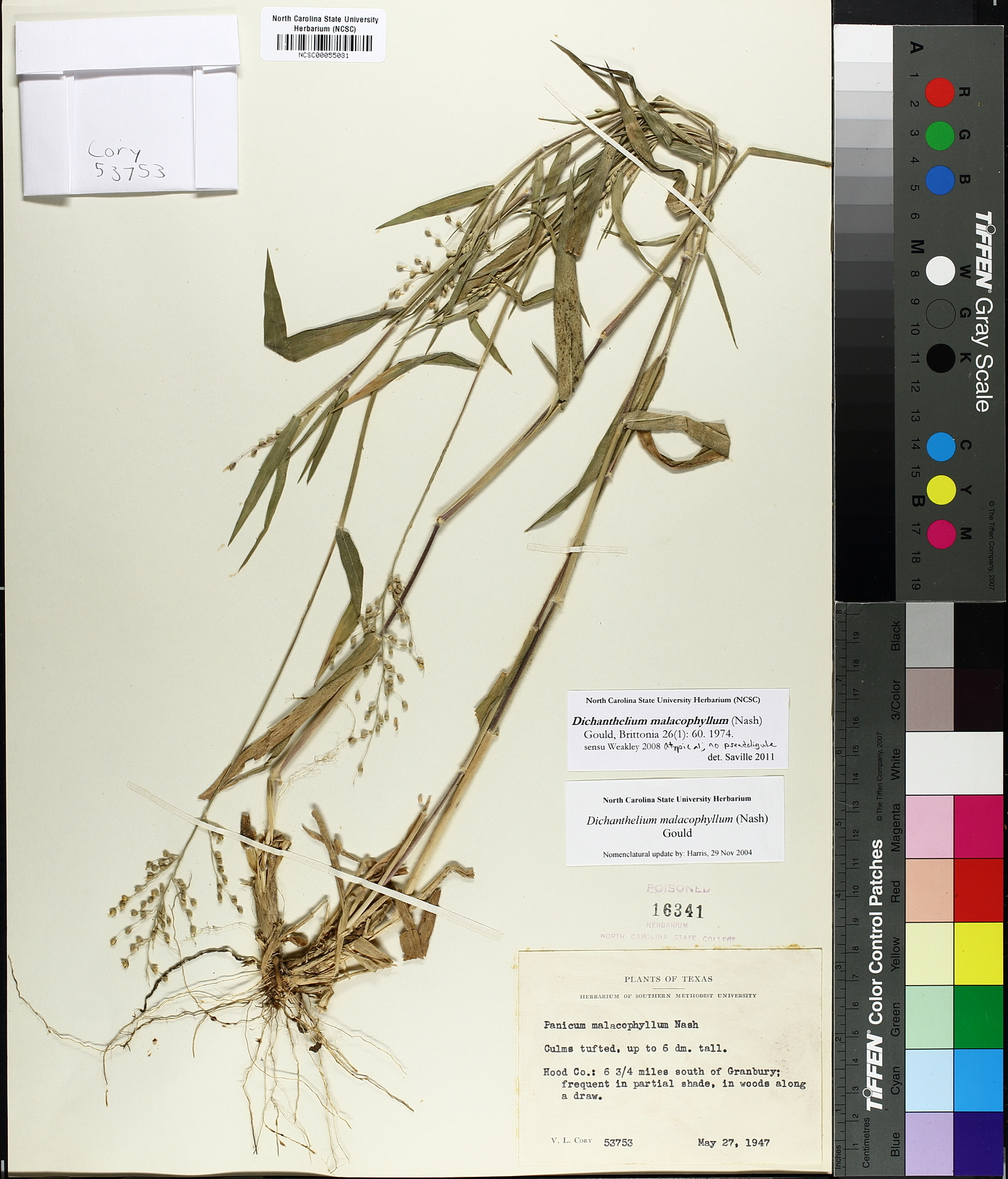 Dichanthelium malacophyllum image
