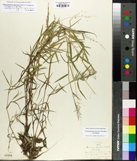 Dichanthelium acuminatum subsp. spretum image