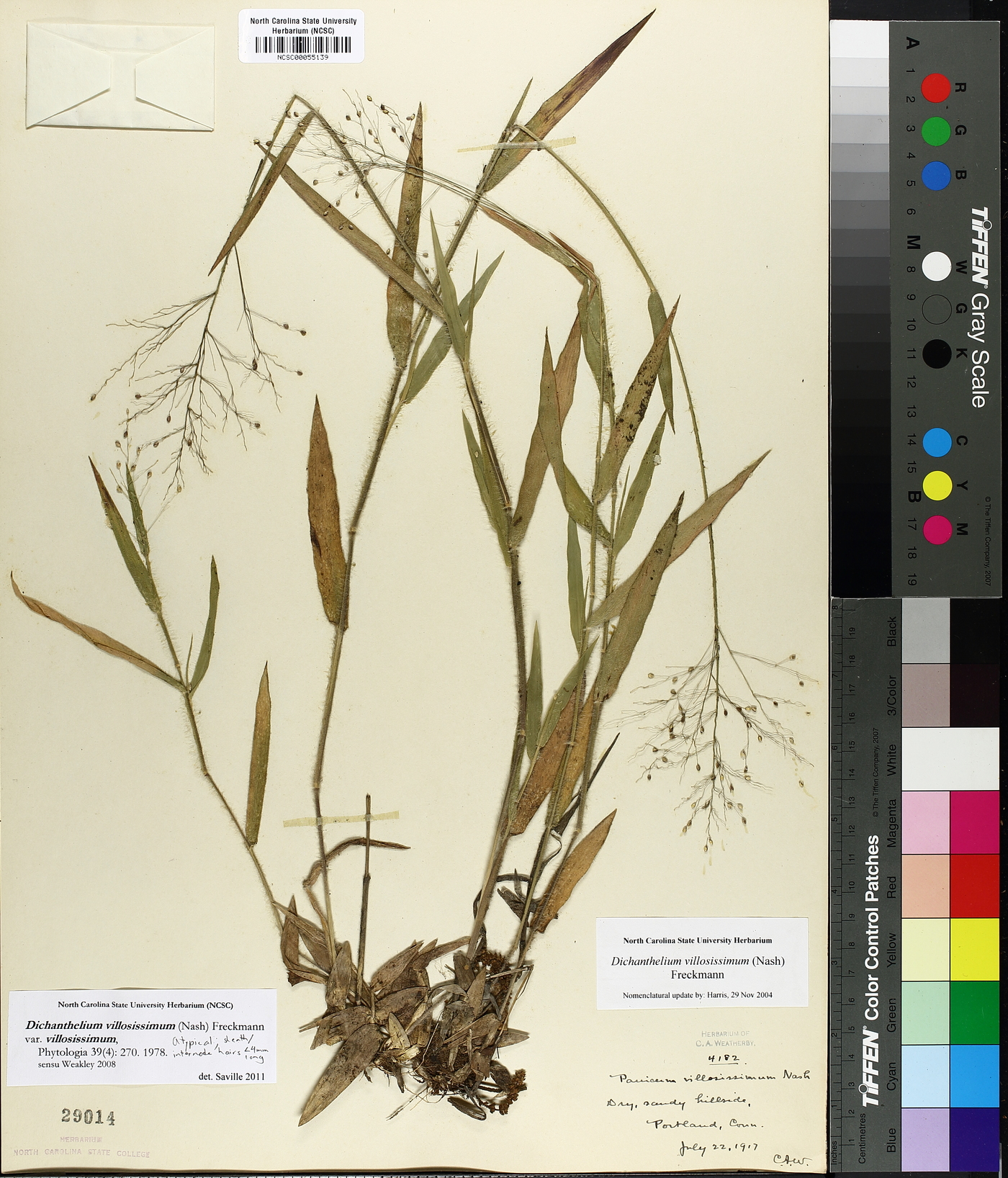 Dichanthelium villosissimum image